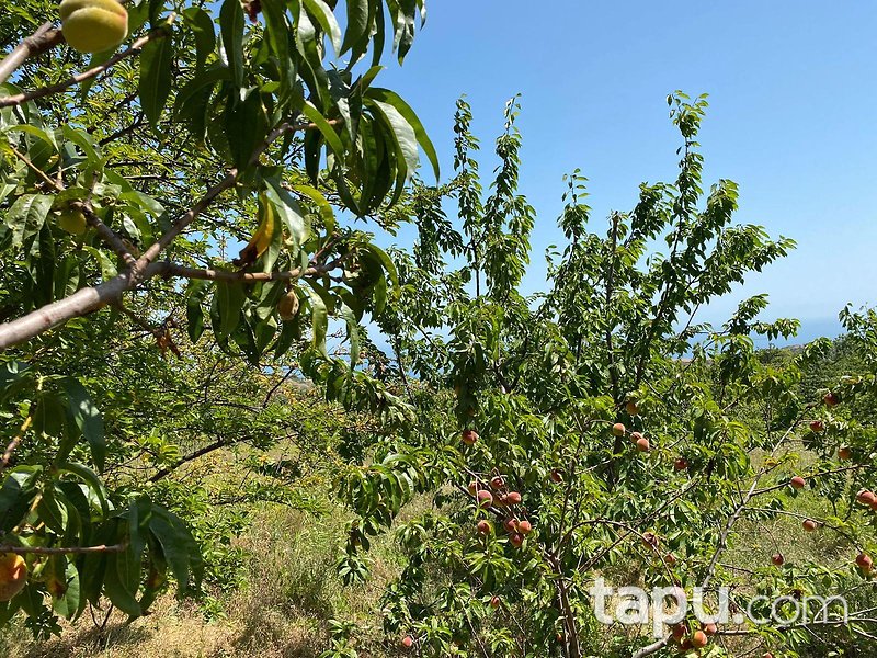 Tekirdağ Şarköy Hoşköy Mahallesi'nde 7272 m2 Bağ