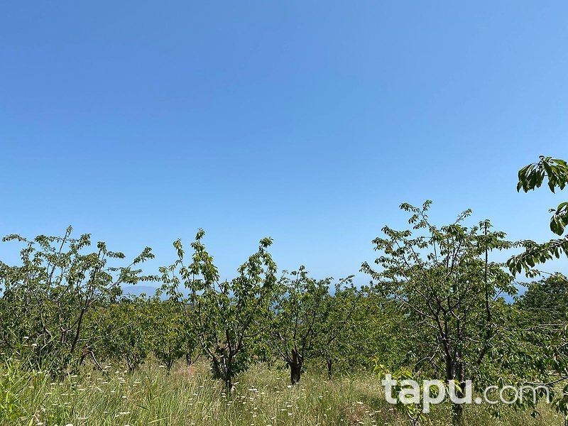 Tekirdağ Şarköy Hoşköy Mahallesi'nde 7272 m2 Bağ