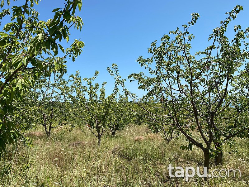 Tekirdağ Şarköy Hoşköy Mahallesi'nde 7272 m2 Bağ