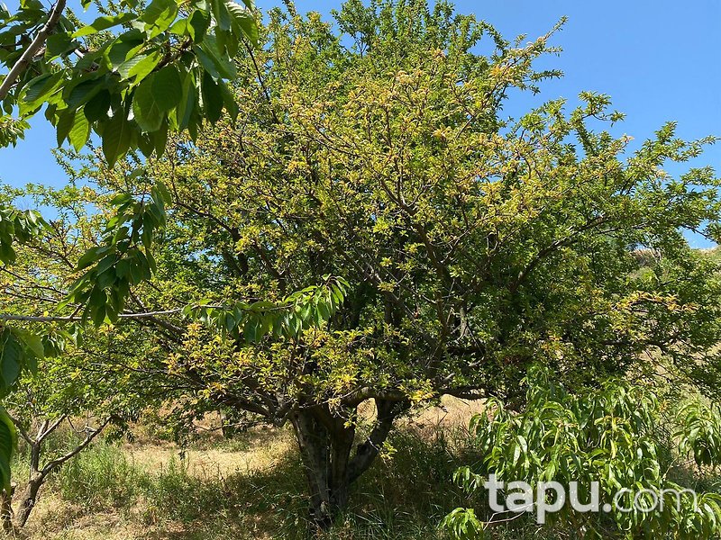 Tekirdağ Şarköy Hoşköy Mahallesi'nde 7272 m2 Bağ