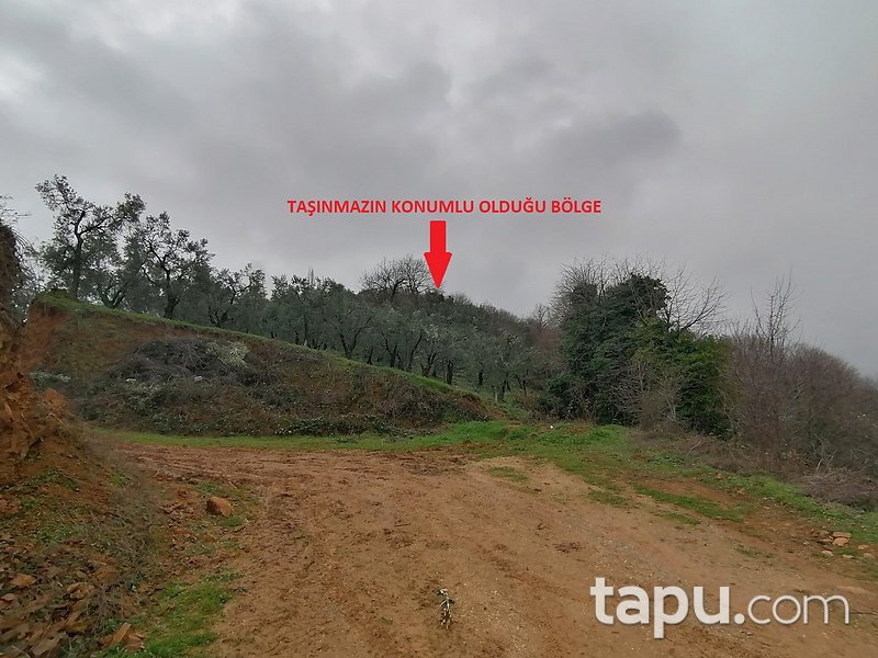 Bursa Orhangazi Akharım Mahallesi'nde 5750 m2 Zeytin Bahçesi