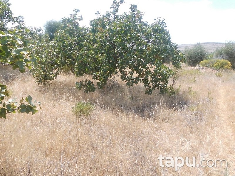 Kilis Polateli Eğlen Mahallesi'nde 7644 m2 Bağ Ve Zeytinlik