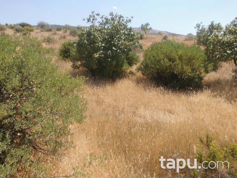 Kilis Polateli Eğlen Mahallesi'nde 7644 m2 Bağ Ve Zeytinlik