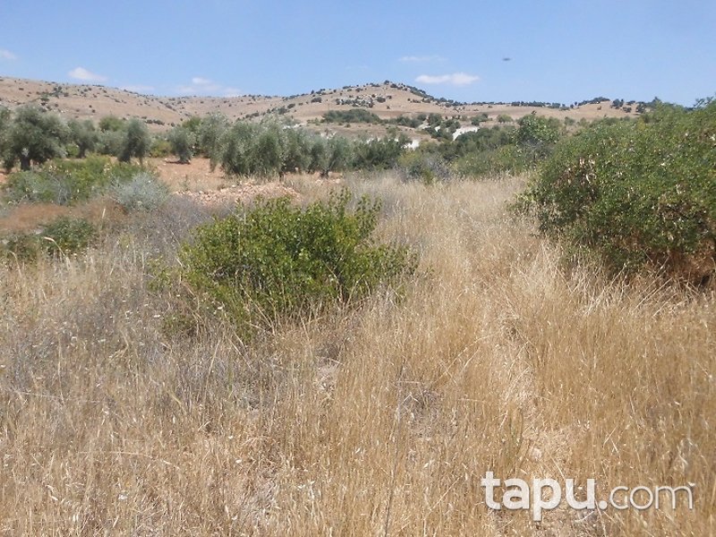 Kilis Polateli Eğlen Mahallesi'nde 7644 m2 Bağ Ve Zeytinlik