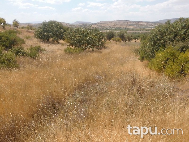 Kilis Polateli Eğlen Mahallesi'nde 5496 m2 Bağ Ve Zeytinlik