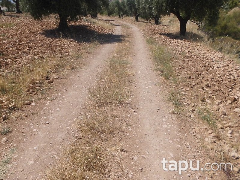 Kilis Polateli Eğlen Mahallesi'nde 5496 m2 Bağ Ve Zeytinlik