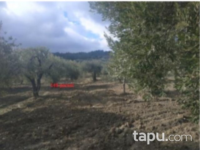Manisa Akhisar Yatağan Mahallesi'nde 8500 m2 90 Ağaçlı Zeytinli Tarla