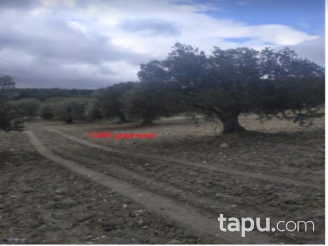 Manisa Akhisar Yatağan Mahallesi'nde 8500 m2 90 Ağaçlı Zeytinli Tarla