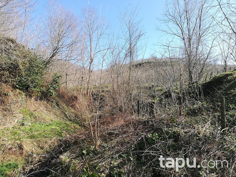 Samsun Ayvacık Eynel Mahallesi'nde 6067 m2 Fındık Bahçesi