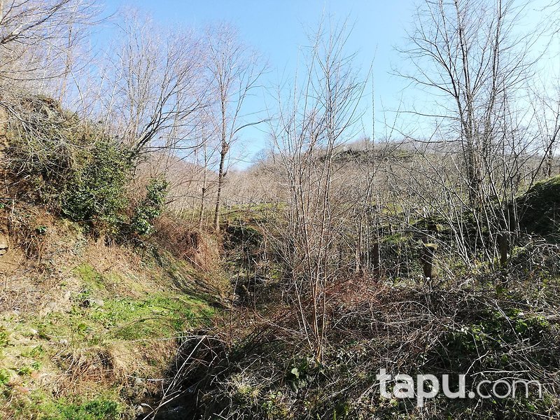 Samsun Ayvacık Eynel Mahallesi'nde 6067 m2 Fındık Bahçesi