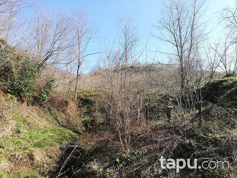Samsun Ayvacık Eynel Mahallesi'nde 6067 m2 Fındık Bahçesi