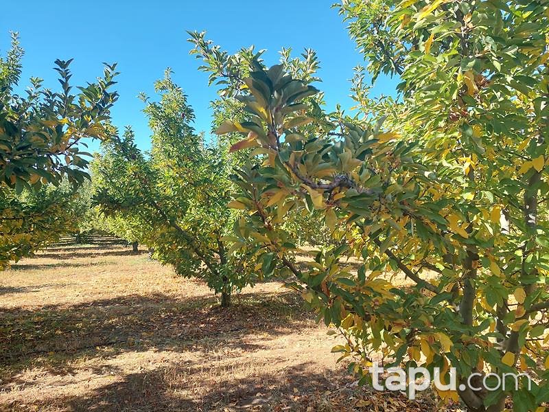 Isparta Kirlikkırı Mevkii'nde 1774 m2 Tarla