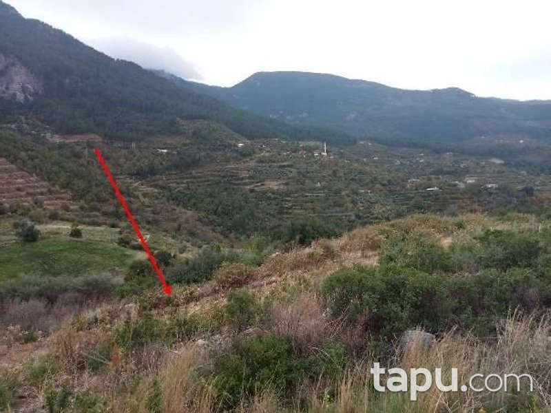 Doğanca Merkez'de Yola Cepheli 6095 m2 Hisseli Tarla