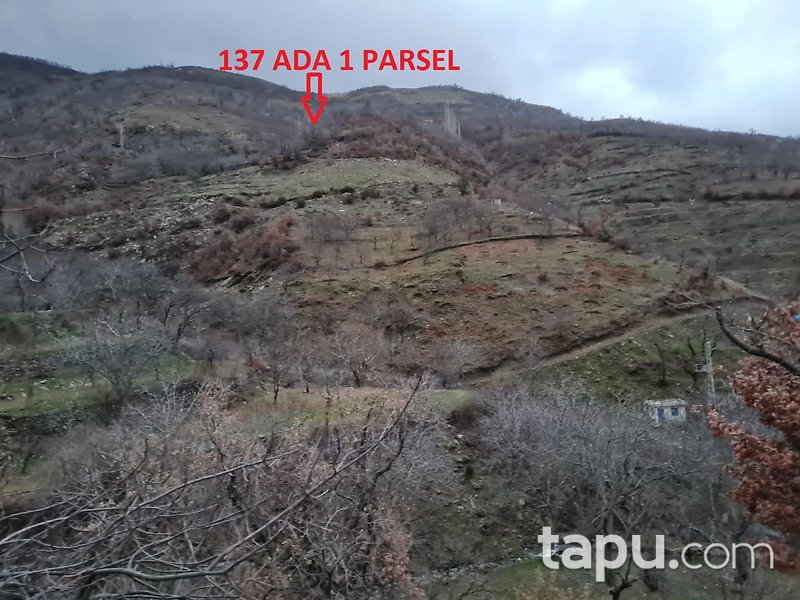 İzmir Ödemiş Demirdere Mahallesi'nde 9580 m2 Ceviz Bahçesi (1595)