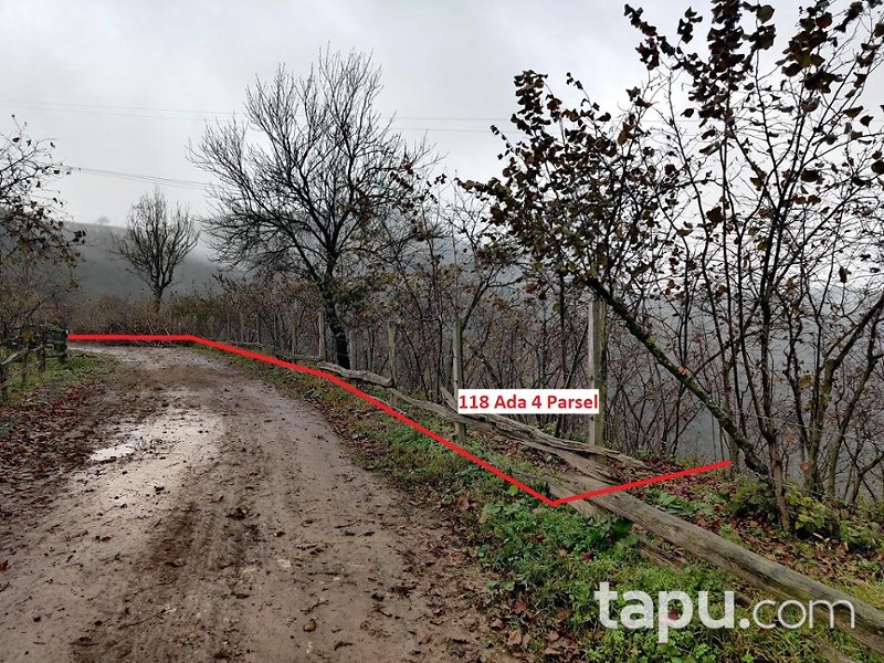 Sakarya Akpınar Mahallesi'nde Yola Cepheli Yetişkin Ağaç Dikili Fındık Bahçesi