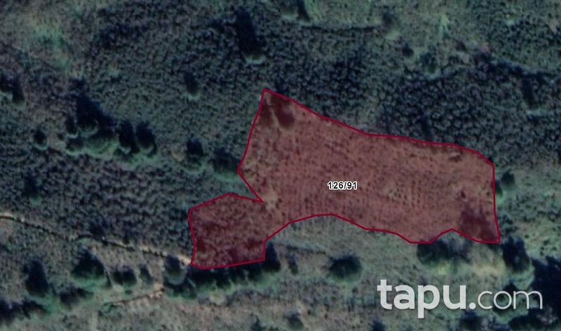 Sakarya Kocaali Açmabaşı Mahallesi'nde Kaçırılmayacak 16 Dönüm Fındık Bahçesi