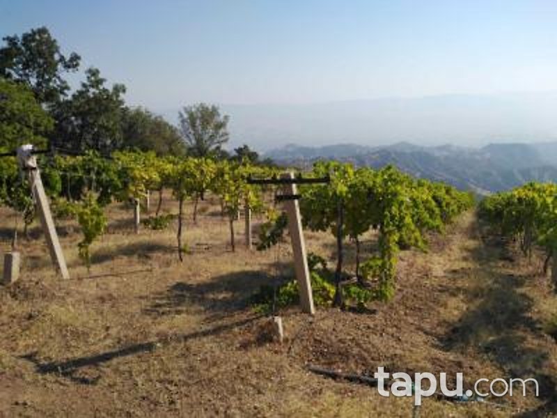 Manisa Alaşehir Horzumalayaka Mahallesi'nde 8 Dönüm Tarla