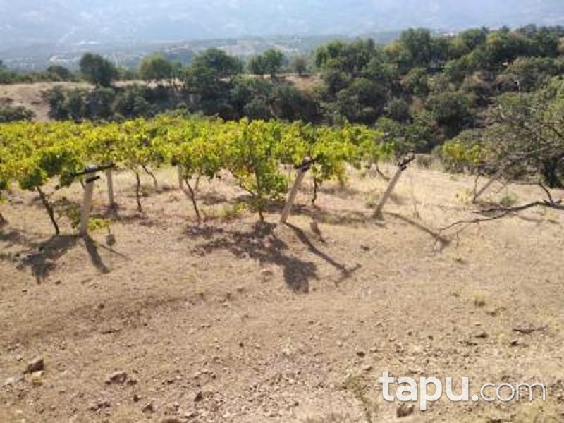 Manisa Alaşehir Horzumalayaka Mahallesi'nde 8 Dönüm Tarla