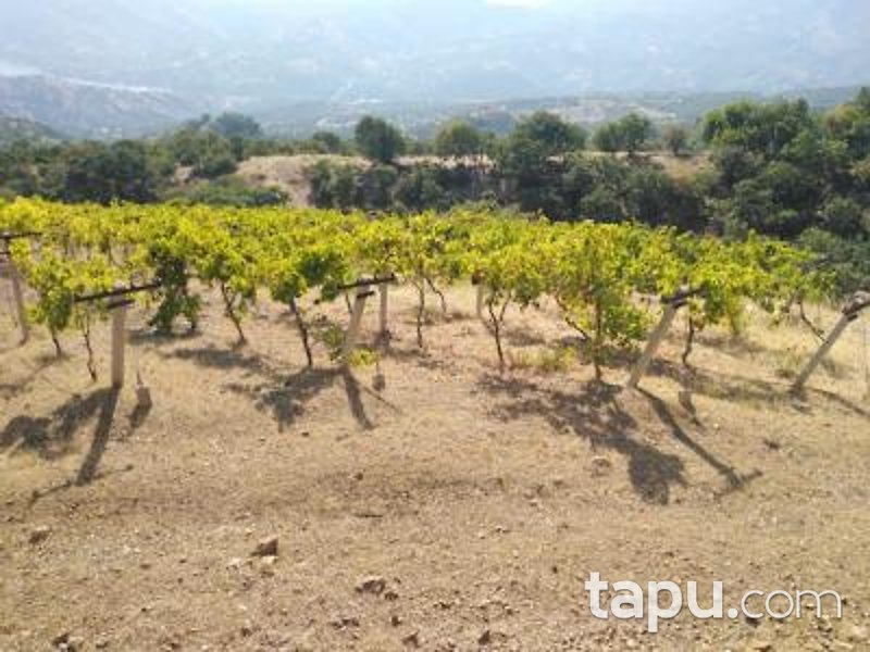 Manisa Alaşehir Horzumalayaka Mahallesi'nde 8 Dönüm Tarla