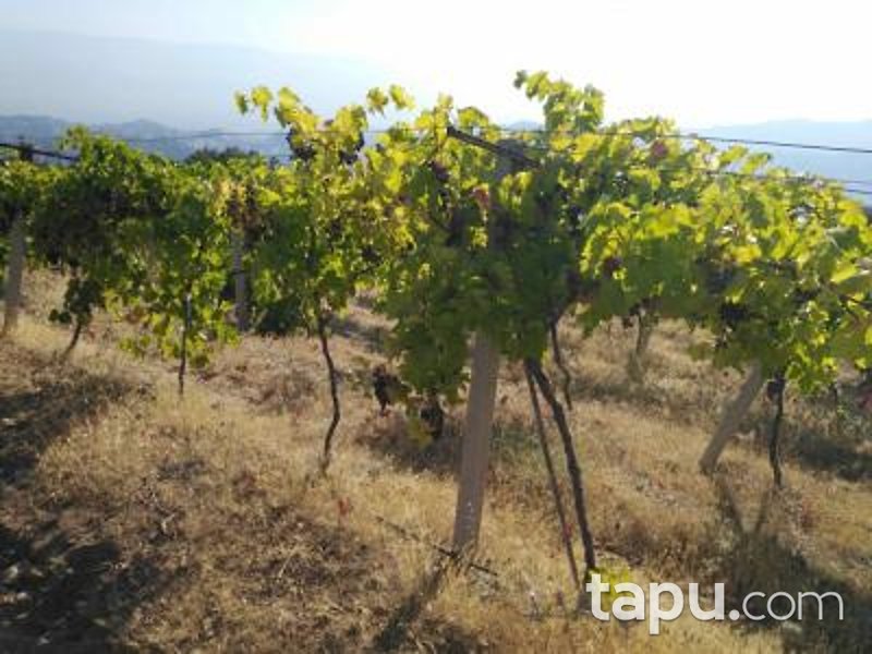 Manisa Alaşehir Horzumalayaka Mahallesi'nde 8 Dönüm Tarla