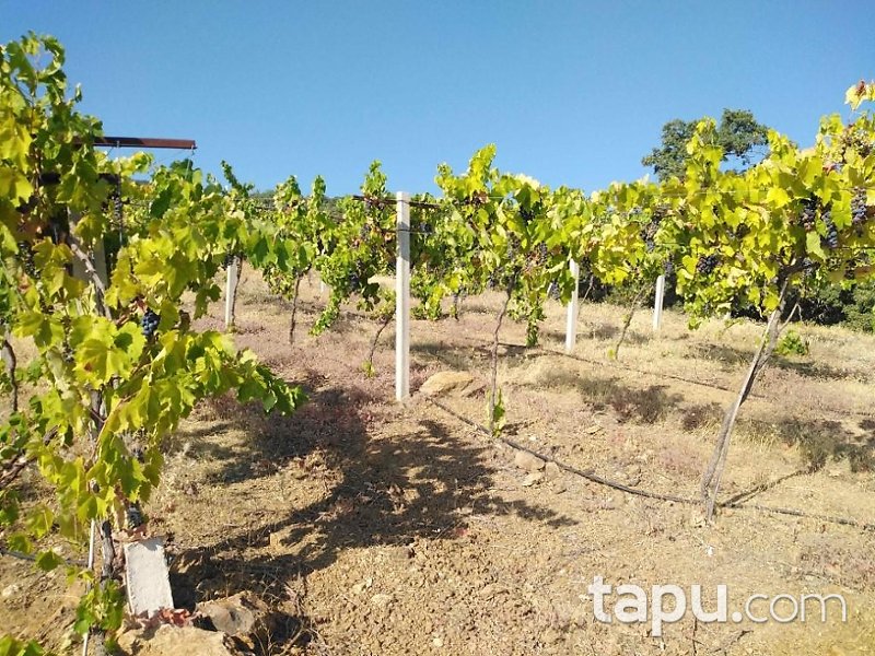 Manisa Alaşehir Horzumalayaka Mahallesi'nde 8 Dönüm Tarla