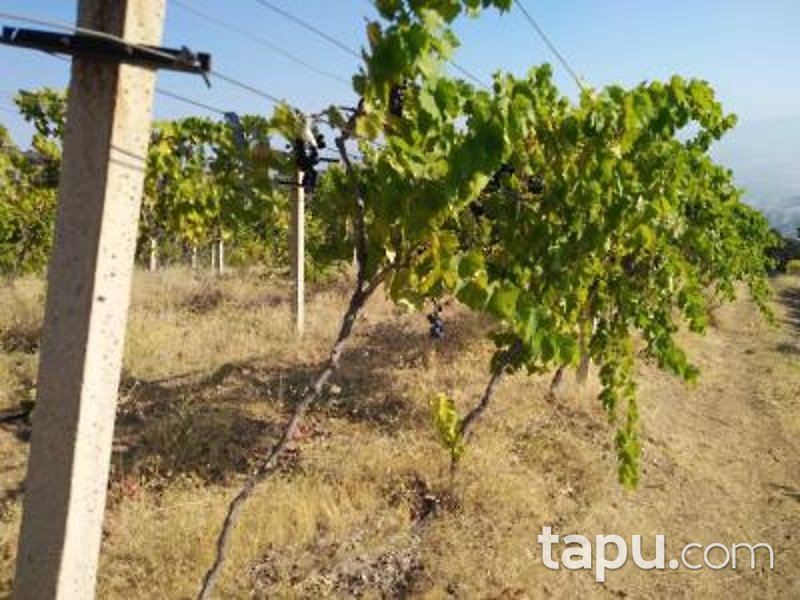 Manisa Alaşehir Horzumalayaka Mahallesi'nde 8 Dönüm Tarla