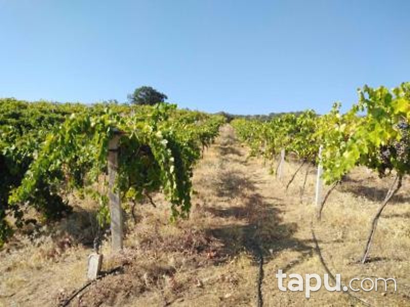 Manisa Alaşehir Horzumalayaka Mahallesi'nde 8 Dönüm Tarla