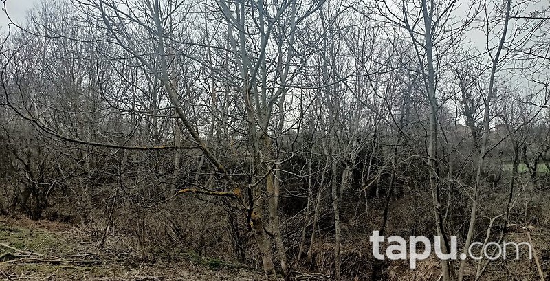 Bilecik Yenipazar'da 1.237 m2 Yan Yana 3 Adet Arazi