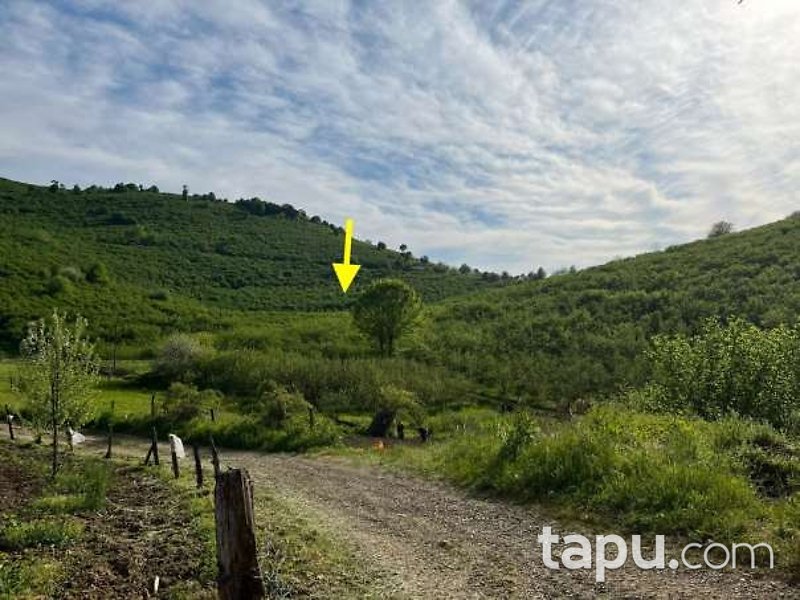 Sakarya Kocaali Şerbetpınarı Köyü'nde 3.308m2 Fındık Bahçesi