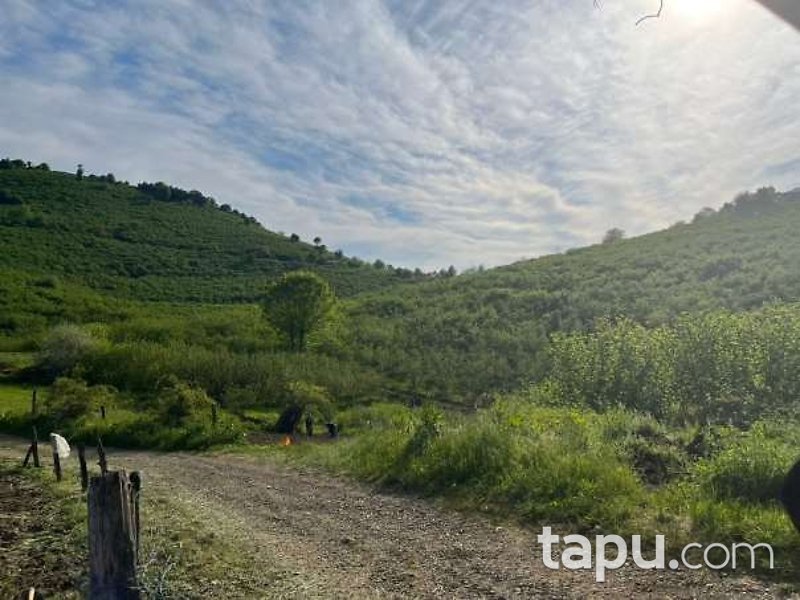 Sakarya Kocaali Şerbetpınarı Köyü'nde 3.308m2 Fındık Bahçesi