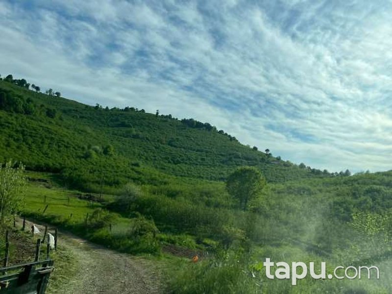 Sakarya Kocaali Şerbetpınarı Köyü'nde 3.308m2 Fındık Bahçesi