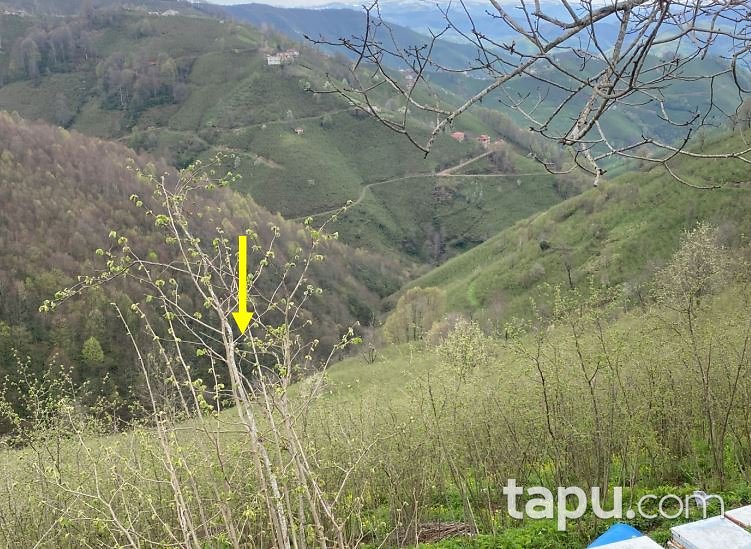 Ordu Gürgentepe'de 877 m2 Fındık Bahçesi