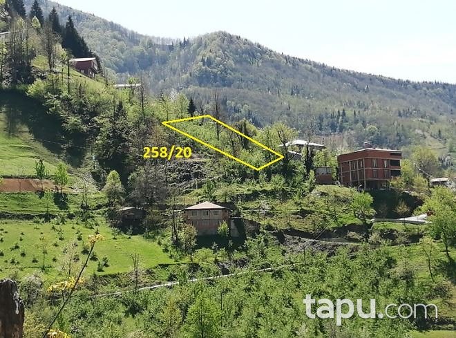 Artvin Borçka Kaynarca Köyü'nde Hisseli Fındık Bahçesi