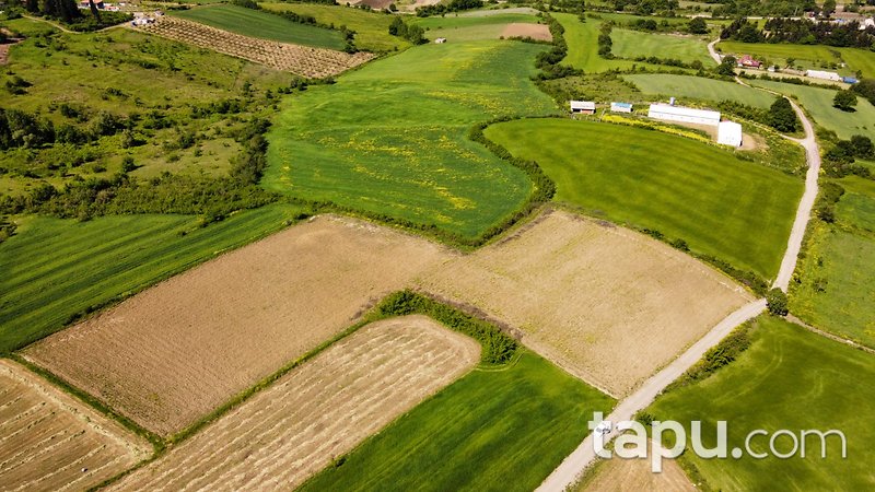 Yalova Altınova'da Yola Cepheli Yatırımlık 14 Dönüm Tarla