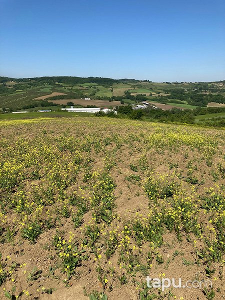 Yalova Altınova'da Yola Cepheli Yatırımlık 14 Dönüm Tarla