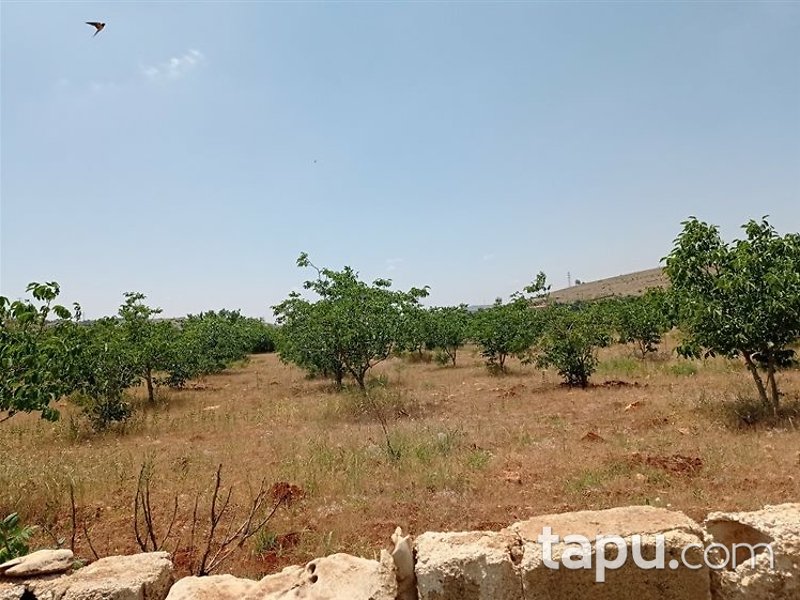 Gaziantep Şehitkamil Öğümsöğüt Mahallesi'nde 9 Dönüm Bağ