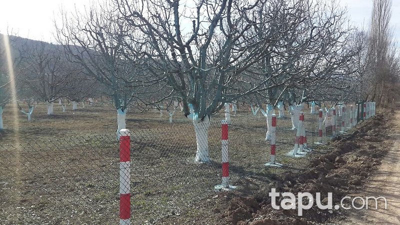 Bilecik Gölpazarı'nda Yatırımlık 4 Dönüm Tarla