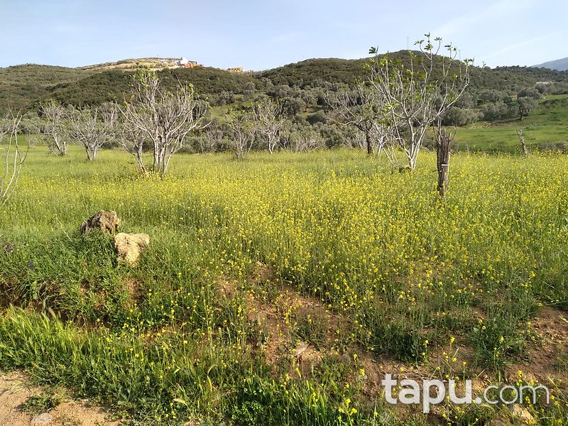 Ödemiş'te Yatırımlık 1.900 m2 Tarla