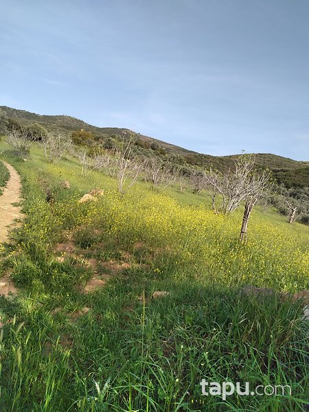 Ödemiş'te Yatırımlık 1.900 m2 Tarla