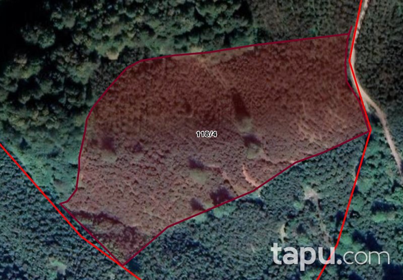 Sakarya Akpınar Mahallesi'nde Yola Cepheli Yetişkin Ağaç Dikili Fındık Bahçesi