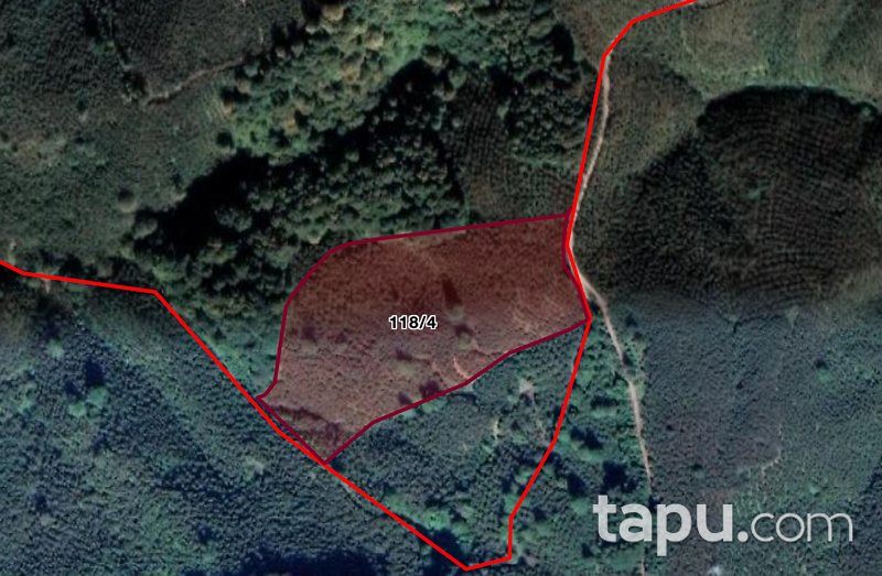 Sakarya Akpınar Mahallesi'nde Yola Cepheli Yetişkin Ağaç Dikili Fındık Bahçesi