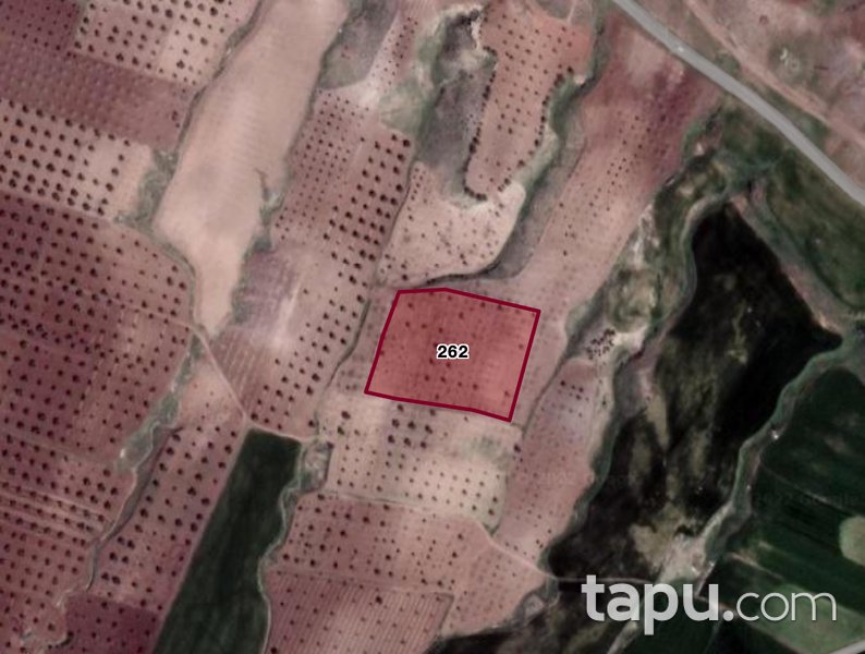 Kilis Merkez Mısırcık Köyü'nde 8.800 m2 Zeytinlik (304998)