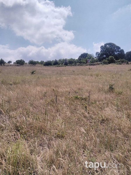 Balıkesir Kurucaoluk Köyünde 7.200 m2 Tarla