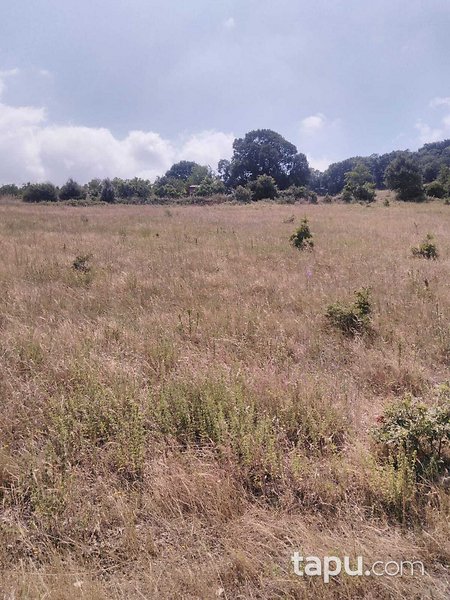 Balıkesir Kurucaoluk Köyünde 7.200 m2 Tarla