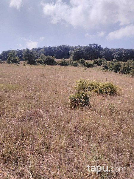 Balıkesir Kurucaoluk Köyünde 7.200 m2 Tarla