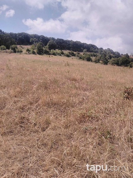 Balıkesir Kurucaoluk Köyünde 7.200 m2 Tarla