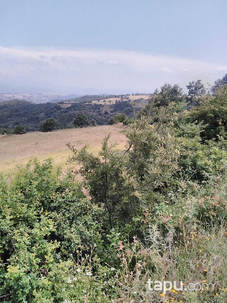 Balıkesir Kurucaoluk Köyünde 7.200 m2 Tarla