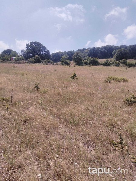 Balıkesir Kurucaoluk Köyünde 7.200 m2 Tarla