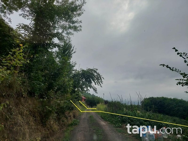 Akçaabat Kirazlık Mahallesi'nde 2.104 m2 Fındık Ağacı