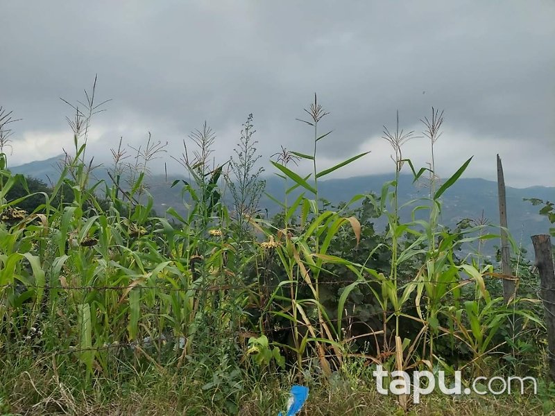 Akçaabat Kirazlık Mahallesi'nde 2.104 m2 Fındık Ağacı